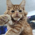Котенок мейн-кун Nika StarPaws, окрас ds 22, помет N, 09.02.2021