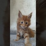 Видео 1 Nika