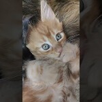 Видео 2 Nika