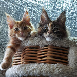 Котята мейн-кун StarPaws, помет N, 09.02.2021