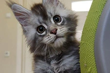Котенок мейн-кун Newton StarPaws, окрас as 25, помет N1, 03.08.2024