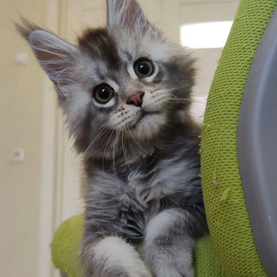 Котенок мейн-кун Newton StarPaws, окрас as 25, помет N1, 03.08.2024