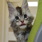 Котенок мейн-кун Newton StarPaws, окрас as 25, помет N1, 03.08.2024