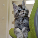 Котенок мейн-кун Newton StarPaws, окрас as 25, помет N1, 03.08.2024