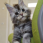 Котенок мейн-кун Newton StarPaws, окрас as 25, помет N1, 03.08.2024