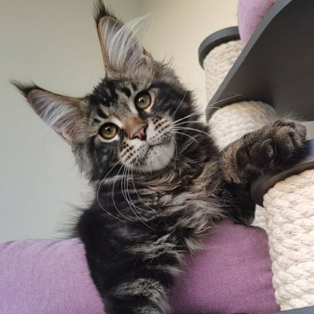 Котенок мейн-кун Oliver StarPaws, окрас n 22, помет O, 13.03.2021