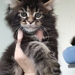 Котенок мейн-кун Oliver StarPaws, окрас n 22, помет O, 13.03.2021