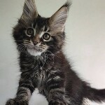 Котенок мейн-кун Oliver StarPaws, окрас n 22, помет O, 13.03.2021