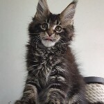 Котенок мейн-кун Oliver StarPaws, окрас n 22, помет O, 13.03.2021