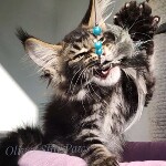Котенок мейн-кун Oliver StarPaws, окрас n 22, помет O, 13.03.2021