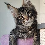 Котенок мейн-кун Oliver StarPaws, окрас n 22, помет O, 13.03.2021