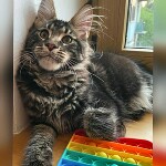 Котенок мейн-кун Oliver StarPaws, окрас n 22, помет O, 13.03.2021