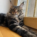 Котенок мейн-кун Oliver StarPaws, окрас n 22, помет O, 13.03.2021