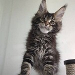 Котенок мейн-кун Oliver StarPaws, окрас n 22, помет O, 13.03.2021