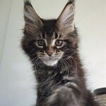Котенок мейн-кун Oliver StarPaws, окрас n 22, помет O, 13.03.2021