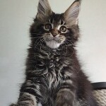 Котенок мейн-кун Oliver StarPaws, окрас n 22, помет O, 13.03.2021