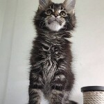 Котенок мейн-кун Oliver StarPaws, окрас n 22, помет O, 13.03.2021