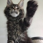 Котенок мейн-кун Oliver StarPaws, окрас n 22, помет O, 13.03.2021