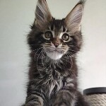 Котенок мейн-кун Oliver StarPaws, окрас n 22, помет O, 13.03.2021