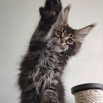 Котенок мейн-кун Oliver StarPaws, окрас n 22, помет O, 13.03.2021