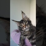 Видео 1 Oliver