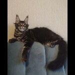 Видео 3 Oliver