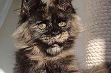 Котенок мейн-кун Olivia StarPaws, окрас fs, помет O, 13.03.2021
