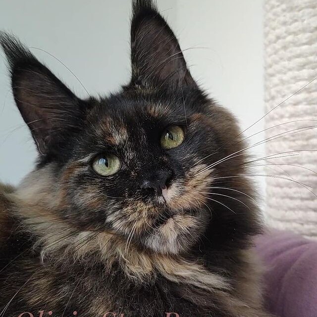 Котенок мейн-кун Olivia StarPaws, окрас fs, помет O, 13.03.2021