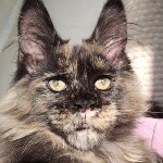 Котенок мейн-кун Olivia StarPaws, окрас fs, помет O, 13.03.2021