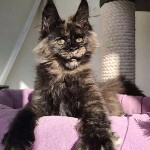 Котенок мейн-кун Olivia StarPaws, окрас fs, помет O, 13.03.2021