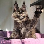 Котенок мейн-кун Olivia StarPaws, окрас fs, помет O, 13.03.2021