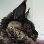 Котенок мейн-кун Olivia StarPaws, окрас fs, помет O, 13.03.2021