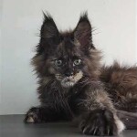 Видео 1 Olivia