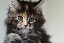 Котенок мейн-кун Olka StarPaws, окрас fs 22, помет O, 13.03.2021