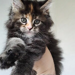 Котенок мейн-кун Olka StarPaws, окрас fs 22, помет O, 13.03.2021