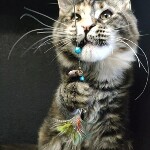 Котенок мейн-кун Olka StarPaws, окрас fs 22, помет O, 13.03.2021