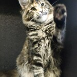 Котенок мейн-кун Olka StarPaws, окрас fs 22, помет O, 13.03.2021
