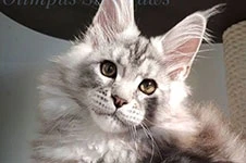Котенок мейн-кун Olympus StarPaws, окрас ns 22, помет O, 13.03.2021
