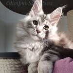 Котенок мейн-кун Olympus StarPaws, окрас ns 22, помет O, 13.03.2021