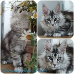 Котенок мейн-кун Olympus StarPaws, окрас ns 22, помет O, 13.03.2021