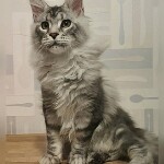 Котенок мейн-кун Olympus StarPaws, окрас ns 22, помет O, 13.03.2021
