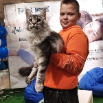 Котенок мейн-кун Olympus StarPaws, окрас ns 22, помет O, 13.03.2021