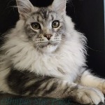 Котенок мейн-кун Olympus StarPaws, окрас ns 22, помет O, 13.03.2021