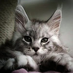 Котенок мейн-кун Olympus StarPaws, окрас ns 22, помет O, 13.03.2021