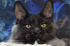Котенок мейн-кун Bismarck StarPaws, окрас ns, помет Other, 30.06.2020