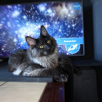 Котенок мейн-кун Bismarck StarPaws, окрас ns, помет Other, 30.06.2020