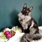 Котенок мейн-кун Bismarck StarPaws, окрас ns, помет Other, 30.06.2020