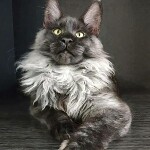 Котенок мейн-кун Bismarck StarPaws, окрас ns, помет Other, 30.06.2020