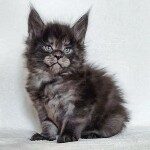 Котенок мейн-кун Bismarck StarPaws, окрас ns, помет Other, 30.06.2020