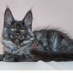 Котенок мейн-кун Bismarck StarPaws, окрас ns, помет Other, 30.06.2020